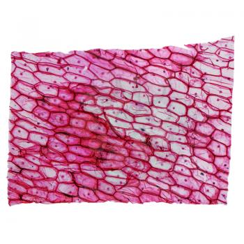 High resolution light photomicrograph of Onion epidermus cells seen through a microscope