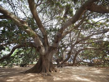 Moreton Bay fig (Ficus macrophylla) aka Australian banyan tree