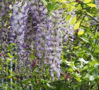 lilac wisteria (aka wistaria or wysteria) flower bloom