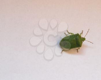 Green shield bug aka Nezara Viridula insect animal - with copy space