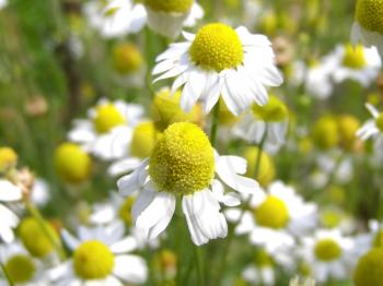 Detail of chamomile flowers in a meadow