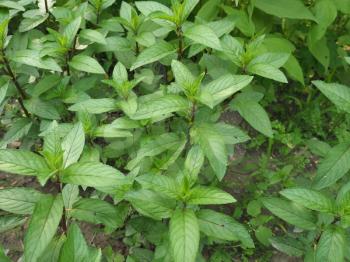 peppermint plant (scientific name Mentha x piperita)