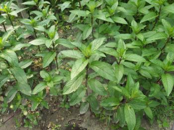 peppermint plant (scientific name Mentha x piperita)