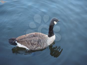 Goose bird animal swimming in a river