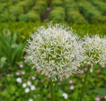 Allium Karataviense ornamental onion flowers aka Ivory Queen