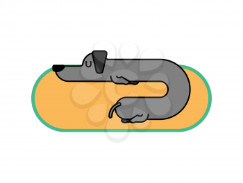 Dachshund sleeps linear style. dog is long. funny black home pet. Sleeping puppy.
