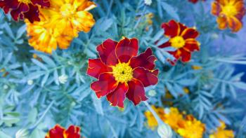 Marigold. Beautiful flower in garden. Floral background