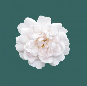 white rose isolated. Beautiful flower on white background

