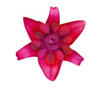 Lily Red isolated. Beautiful flower on white background  