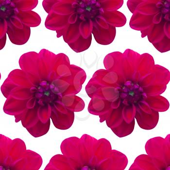 Dahlia Red pattern seamless. Beautiful flower background
