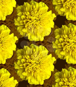 Yellow marigolds pattern. Beautiful flower background texture

