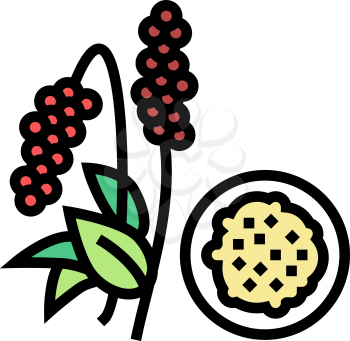 amaranth groat color icon vector. amaranth groat sign. isolated symbol illustration