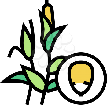 corn groat color icon vector. corn groat sign. isolated symbol illustration