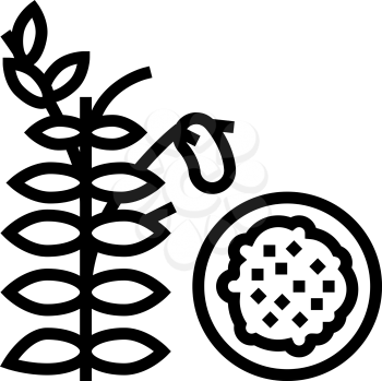 lentils groat line icon vector. lentils groat sign. isolated contour symbol black illustration