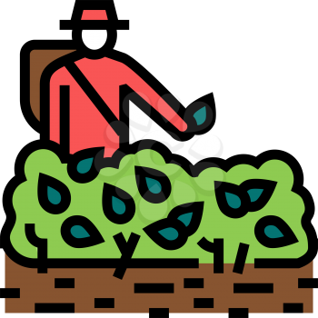 harvest tea color icon vector. harvest tea sign. isolated symbol illustration