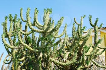 Royalty Free Photo of a Cactus Tree