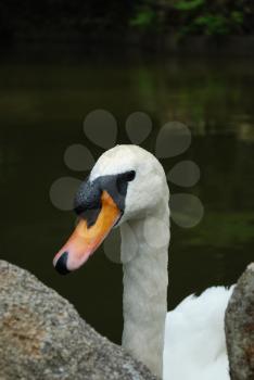 Royalty Free Photo of a Swan on a Lake