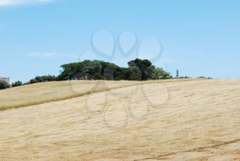 Royalty Free Photo of a Wheat Field Harvest