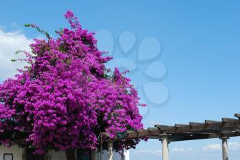 Royalty Free Photo of Bougainvillea Flowers