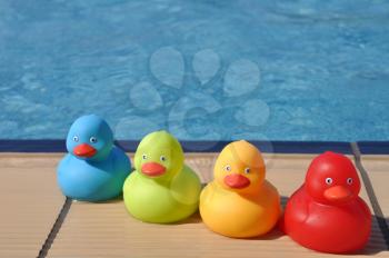 Royalty Free Photo of Rubber Ducks