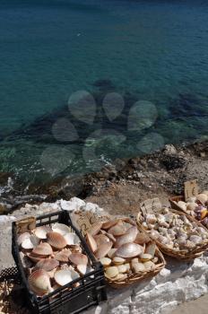 Royalty Free Photo of Seashells on the Bay of Pserimos Island, Greece