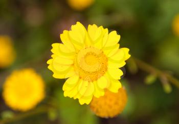 Royalty Free Photo of a Yellow Daisy
