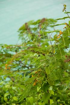 Royalty Free Photo of Mimosa Evergreen Shrub in Antigua, Caribbean