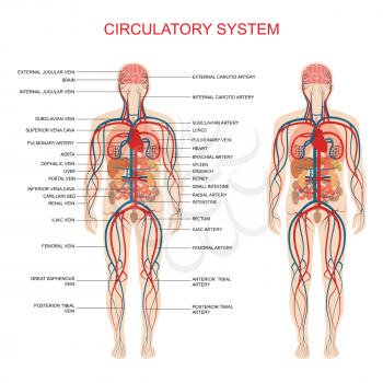 heart anatomy, circulatory system, human blood artery, medical illustration