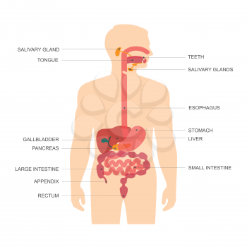 human anatomy digestive system, stomach vector illustration
