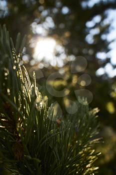 Sunlight hitting a pine branch with cones