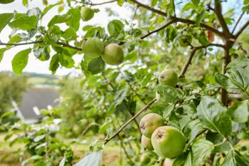 fresh apples in a apple tree in a garden