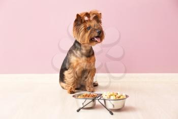 Cute funny dog near bowls with food at home�