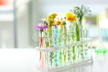 Test tubes with plants in holder on blurred background�