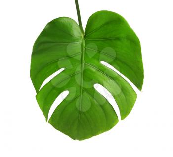 Fresh tropical monstera leaf on white background�