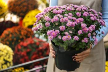 Saleswoman holding pot with beautiful chrysanthemum flowers in shop�