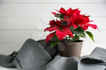 Christmas flower poinsettia on white table�