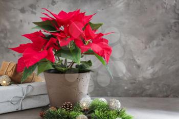 Christmas flower poinsettia with gift boxes on grey table�