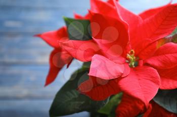 Christmas flower poinsettia, closeup�