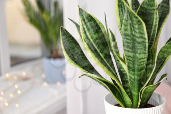 Decorative sansevieria plant in room, closeup�