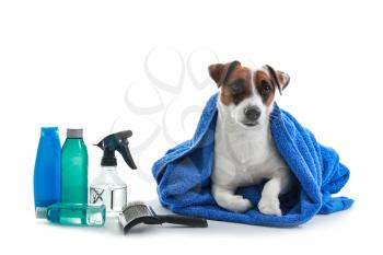 Cute dog with set for grooming on white background�