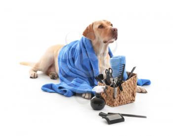 Cute Labrador Retriever dog and set for grooming on white background�
