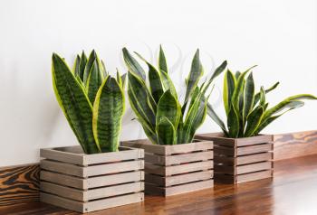 Sansevieria plants in pots on table�