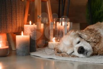 Cute dog sleeping near burning candles in room�