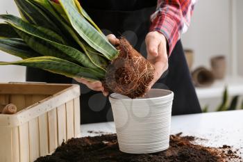 Woman repotting fresh plant at table�