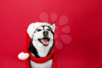 Adorable husky dog in Santa hat on color background�