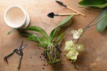 Composition with orchid and tools for transplanting on wooden table�