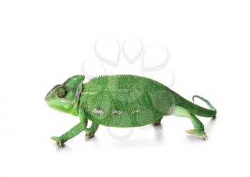 Cute green chameleon on white background�