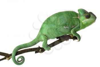 Cute green chameleon on branch against white background�