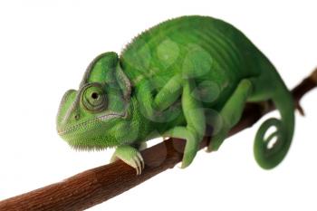 Cute green chameleon on branch against white background�