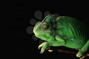 Cute green chameleon on branch against dark background�